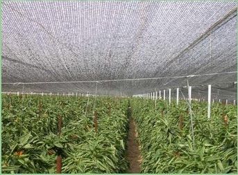 Плетение тени парника земледелия, 2 x 100m, 30gsm - 300gsm
