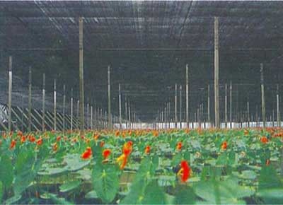 Плетение тени парника земледелия, 2 x 100m, 30gsm - 300gsm