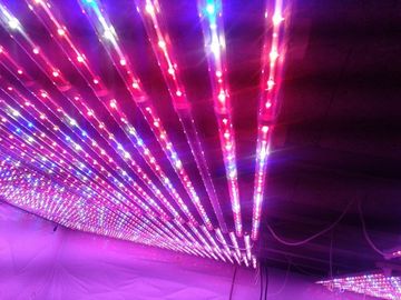 Завод СИД G13 растет света красные и голубое Hydroponic для парника земледелия